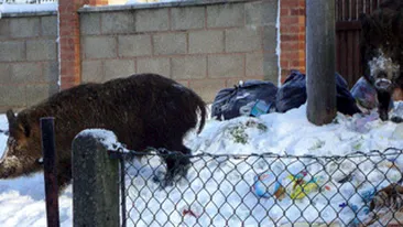 S-a trezit cu doi mistreti in curtea casei