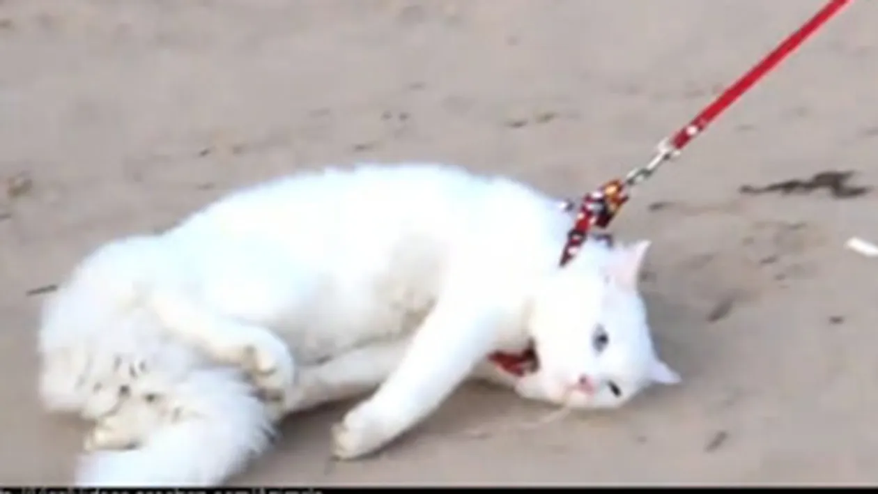 VIDEO Ai zice ca e cea mai chinuita pisica din lume! Mareste poza si vezi video ca sa iti dai seama ca mata nu e mata degeaba si blonda face lucruri pe care nu le-ai astepta!