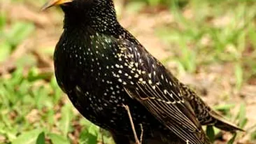 Mii de pasari moarte au cazut peste un oras din statul Arkansas