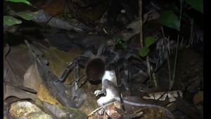Ce au descoperit cercetătorii în pădurea tropicală amazoniană. Au rămas fără cuvinte când au văzut scena