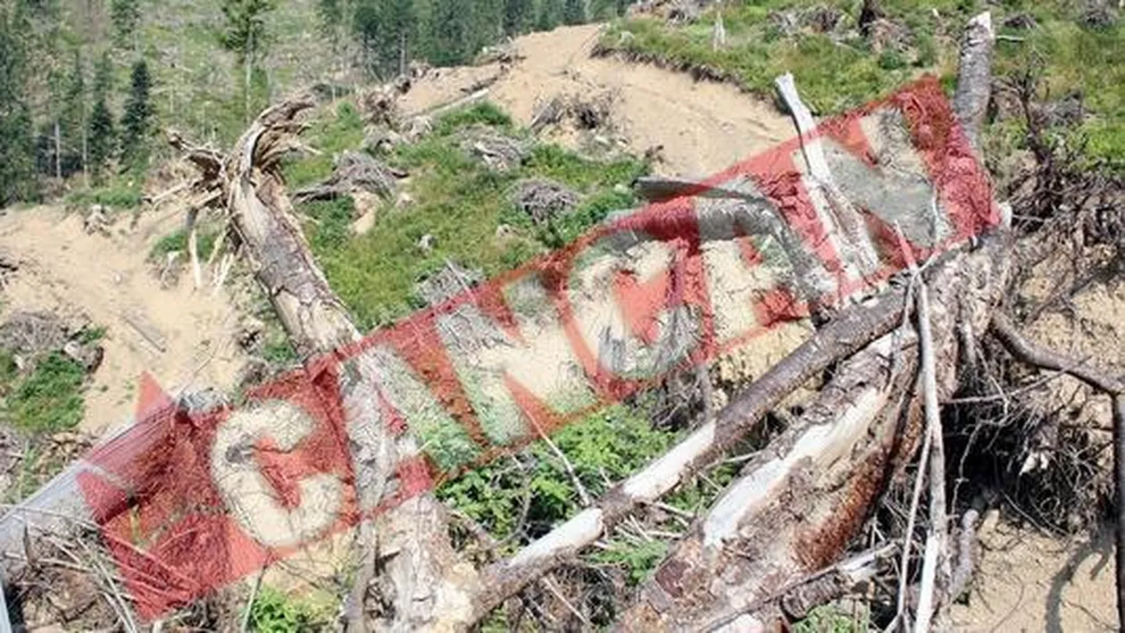 Defrisari masive in Ceahlau