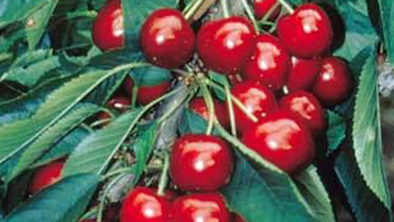 Ciresele, remediu minune! Ajuta la slabit si intaresc organismul!