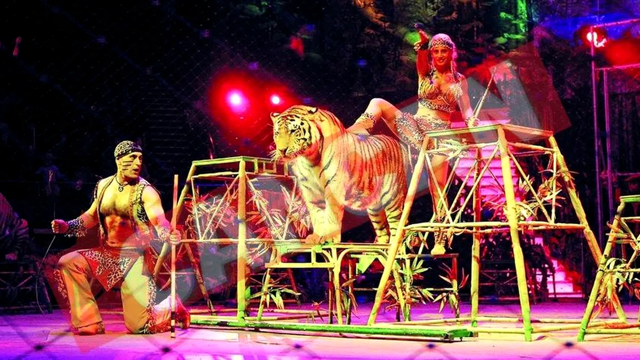 Tigru de doua sute de kilograme, in arena la Circul Globus