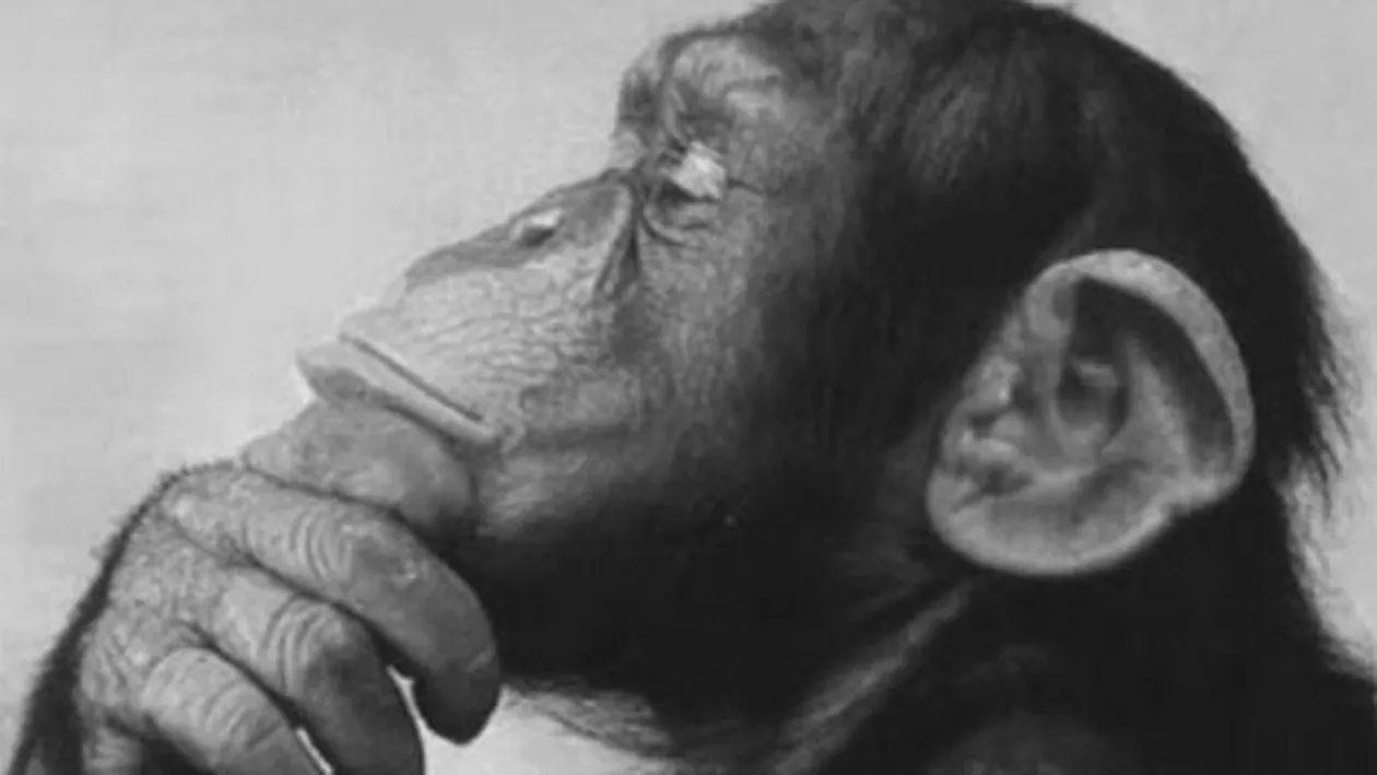 Iranul a trimis o maimuţă în spaţiu!