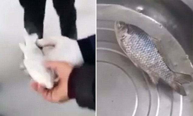 A luat câţiva peşti îngheţaţi pe care i-a pus în apă. Ce se întâmplă în doar câteva secunde a şocat pe toată lumea, iar imagini au devenit virale