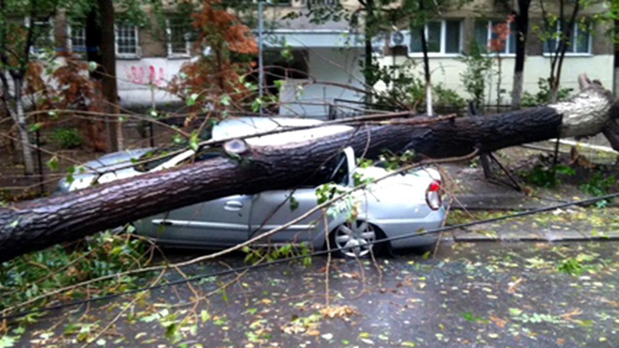 Vântul face prăpăd în Suceava! Două persoane au murit după ce un copac a căzut peste ele