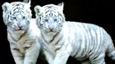 Un arab a fost retinut pentru ca intentiona sa faca trafic cu pantere si leoparzi!