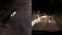 S-au ratacit cu masina, in padure! La un moment dat, o pisica le-a iesit in cale. Ce le-a facut felina oamenilor din masina VIDEO