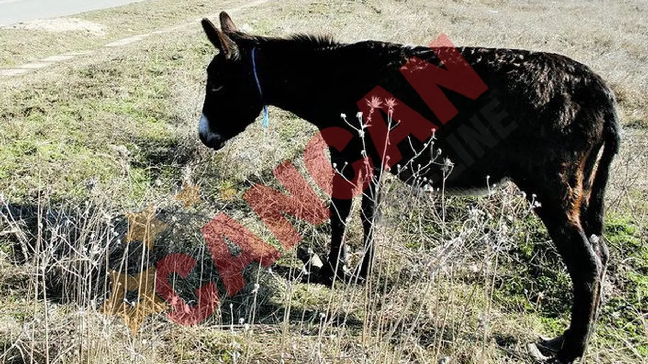 Avea copite de 30 de centimetri