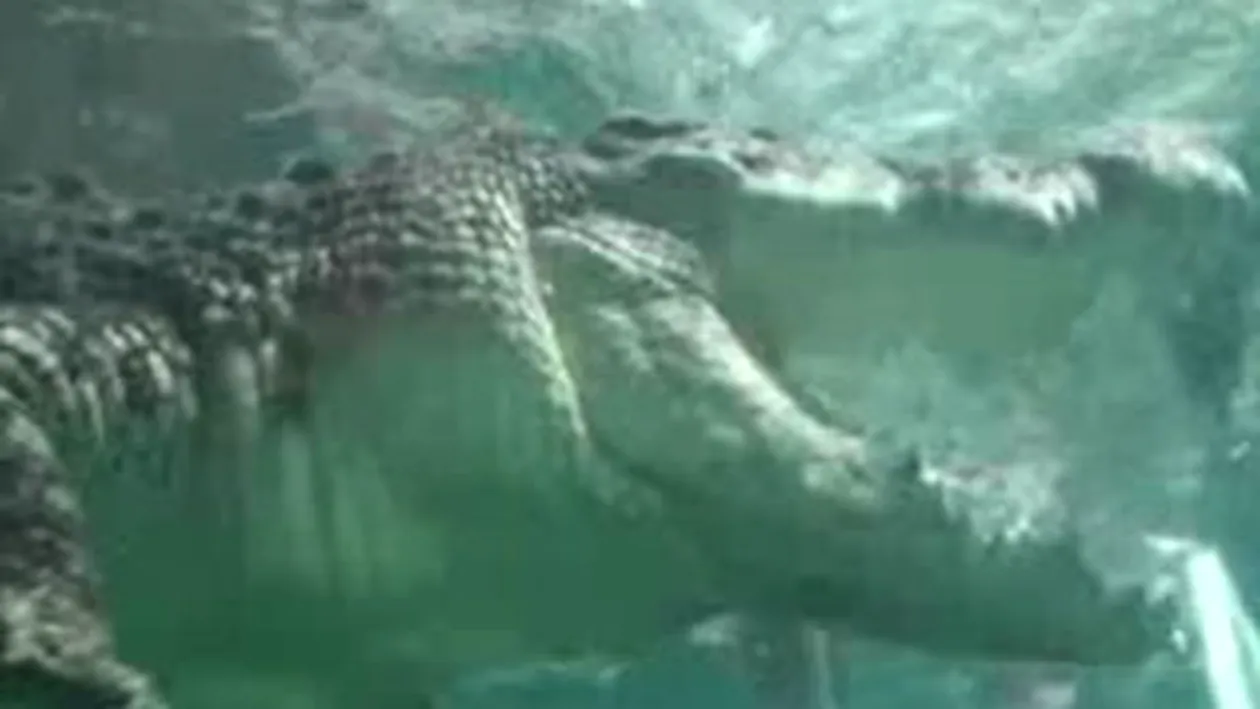VIDEO Cea mai noua metoda de agrement! Stai intr-o cusca de plexiglas cu un crocodil nervos langa tine
