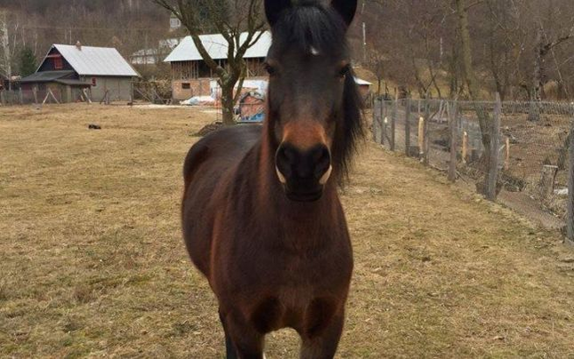 Aleră în Drăgăneşti după ce iapa Tania a fost furată. Proprietarii oferă recompensă şi au creat o pagină de Facebook cu semnalmentele şi pozele animalului