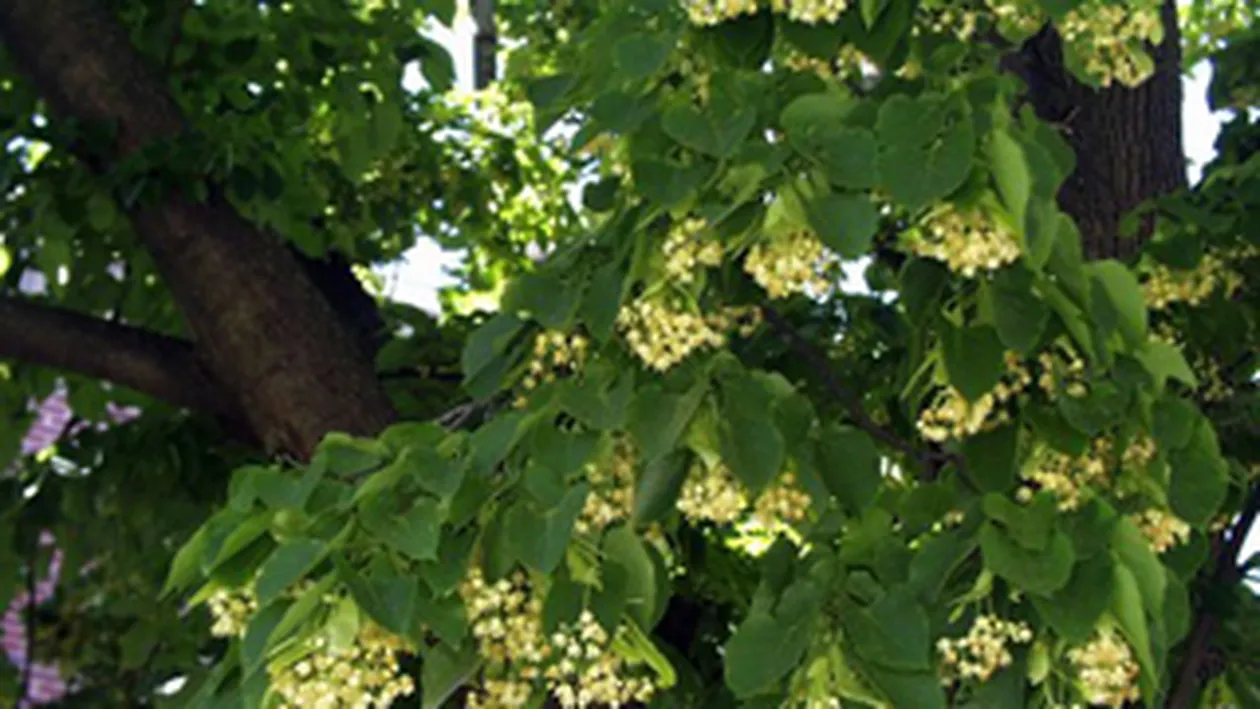 Un barbat a murit dupa ce un copac a cazut peste el in timp ce culegea tei