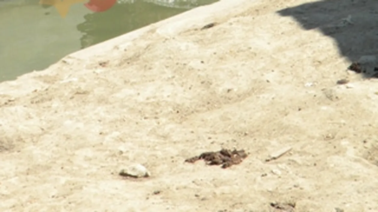 Strand pentru ursi si fructe pentru struti