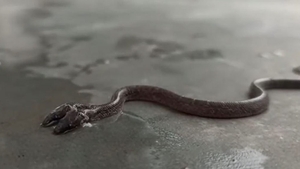 Nu e trucaj! Filmare inedită cu șarpele cu 2 capete. Specie foarte rară de reptilă a fost descoperită în India, iar unii oameni cred că prevestește ceva rău | VIDEO