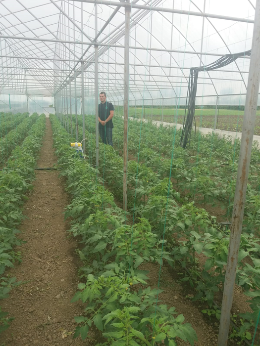 Fermierii se bazează, mai nou, pe bondari pentru polenizare
