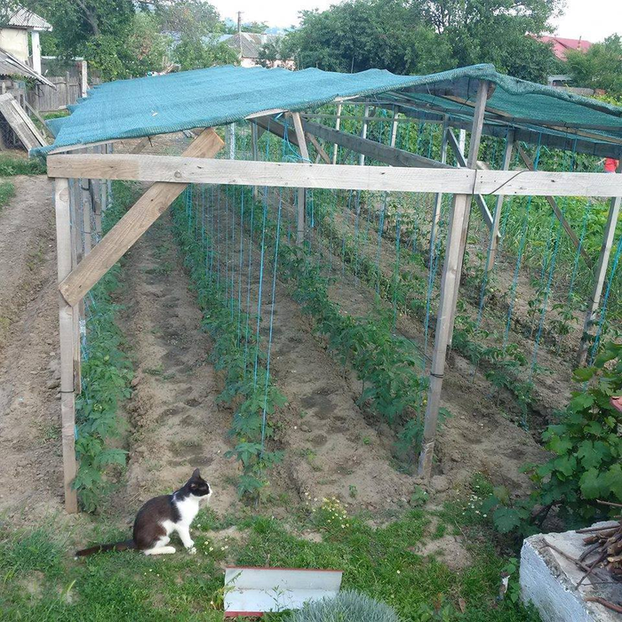 O parte din grădina de unde provin bunătăţile