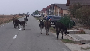 "Invazie" de măgari pe Strada Aviatorilor din Târgu Jiu. Proprietarul animalelor a fost sancționat