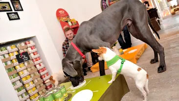 Bine ati venit la restaurantul pentru catei!