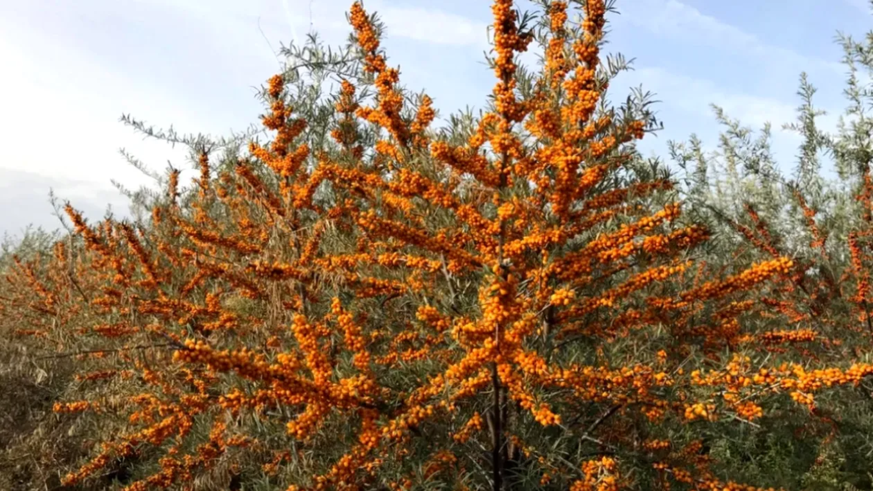Fructul care se vinde cu 35 lei/kg în vara lui 2025. Este poreclit „ginsengul românesc”