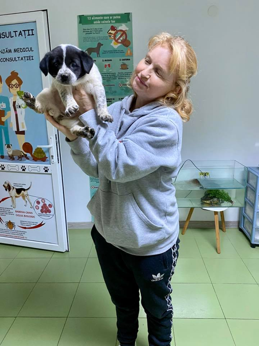 Scene barbare pe străzile din Babadag! Un bărbat a vânat câini cu arbaleta, iar o femelă cu pui a fost ucisă