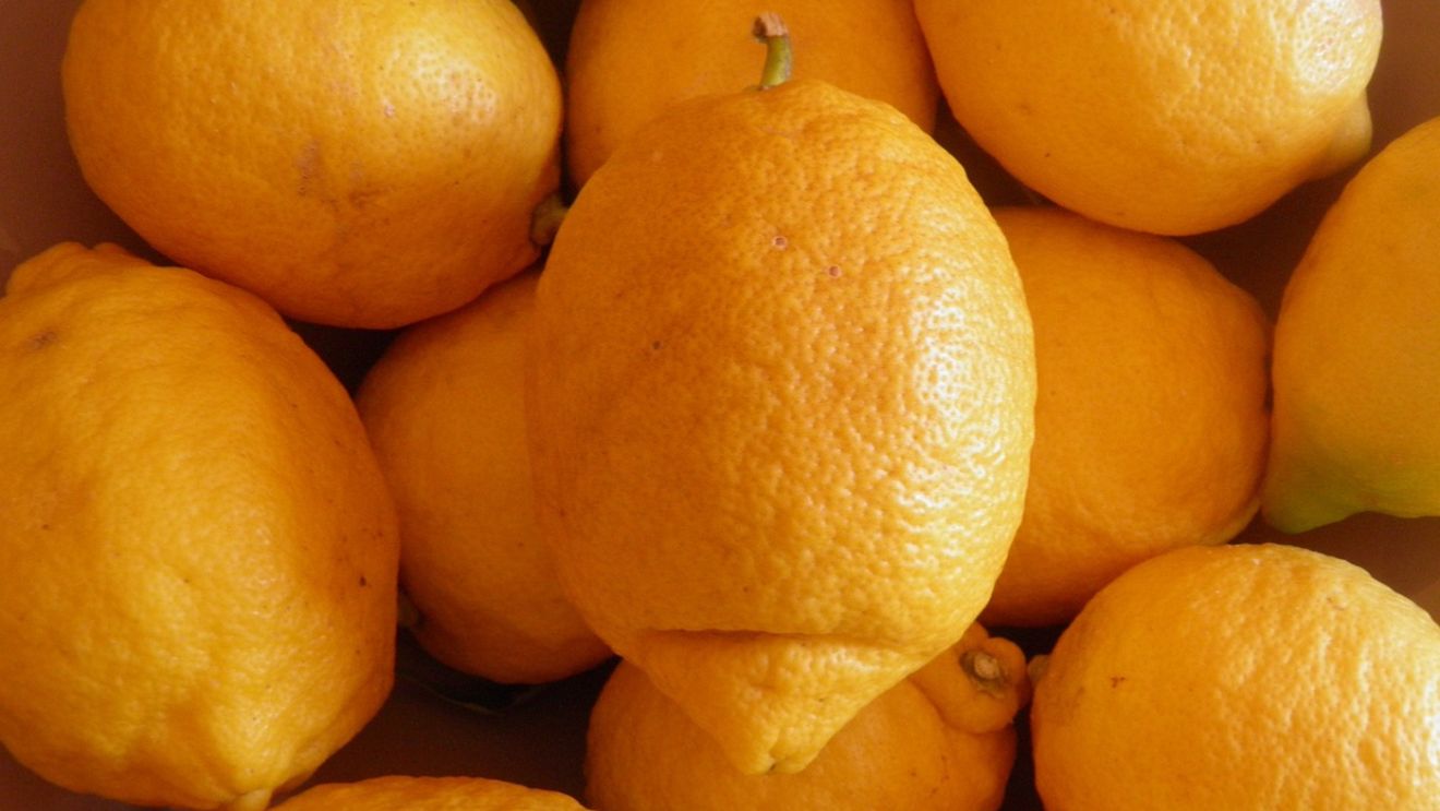 Ce se întâmplă dacă îngropi coajă de lămâie în ghiveci sau în grădină. Truc extrem de util pentru grădinari