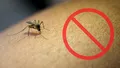 Soluția naturală care te ajută să scapi instant de țânțari. Îi ține departe de casă și nu are efecte adverse