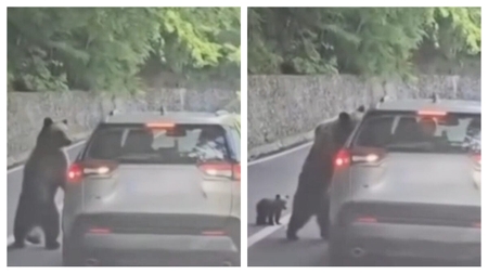 Turist rănit de urs pe Transfăgărășan. Autoritățile au emis Ro‑Alert