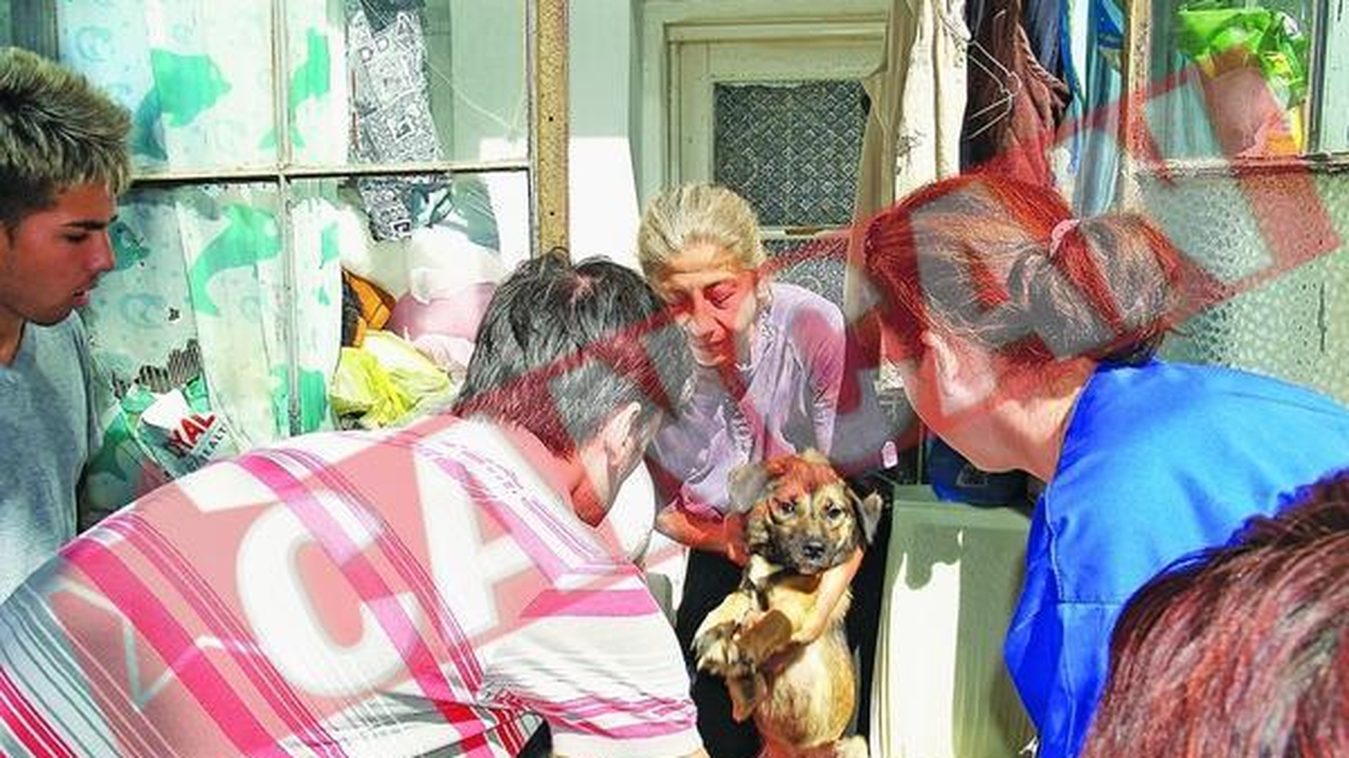 Traia in casa cu 20 de maidanezi si 15 pisici