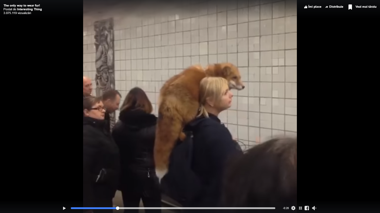 Găina Iuliei Albu e minciună! Imagini uluitoare cu femeia care poartă o vulpe pe umăr, în stația de metrou VIDEO