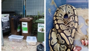 Descoperire terifiantă în Oradea. Un bărbat a găsit 3 pitoni lângă tomberoanele cu deșeuri menajere