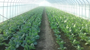 Planul secret al chinezilor: vor sa planteze legume pe Marte. Urmeaza si o piata de desfacere acolo?