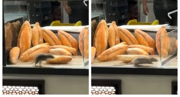 Scene incredibile în vitrina unei brutării din București! Un șobolan a fost filmat printre produse