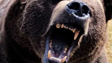 VIDEO Miorita reloaded! Un cioban atacat de urs a fost salvat de cainii credinciosi