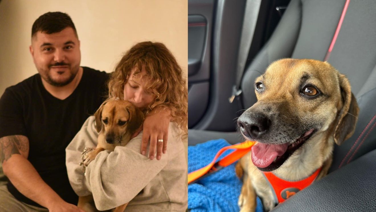 Cum a supraviețuit Patrocle, câinele căutat de toată România, în cele 2 luni de când dispăruse. Ireal ce s-a întâmplat cu recompensa promisă, de 6.000 de lei