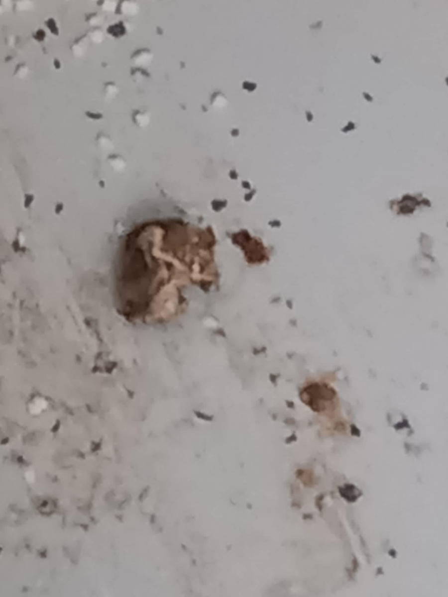 Șoarece mort