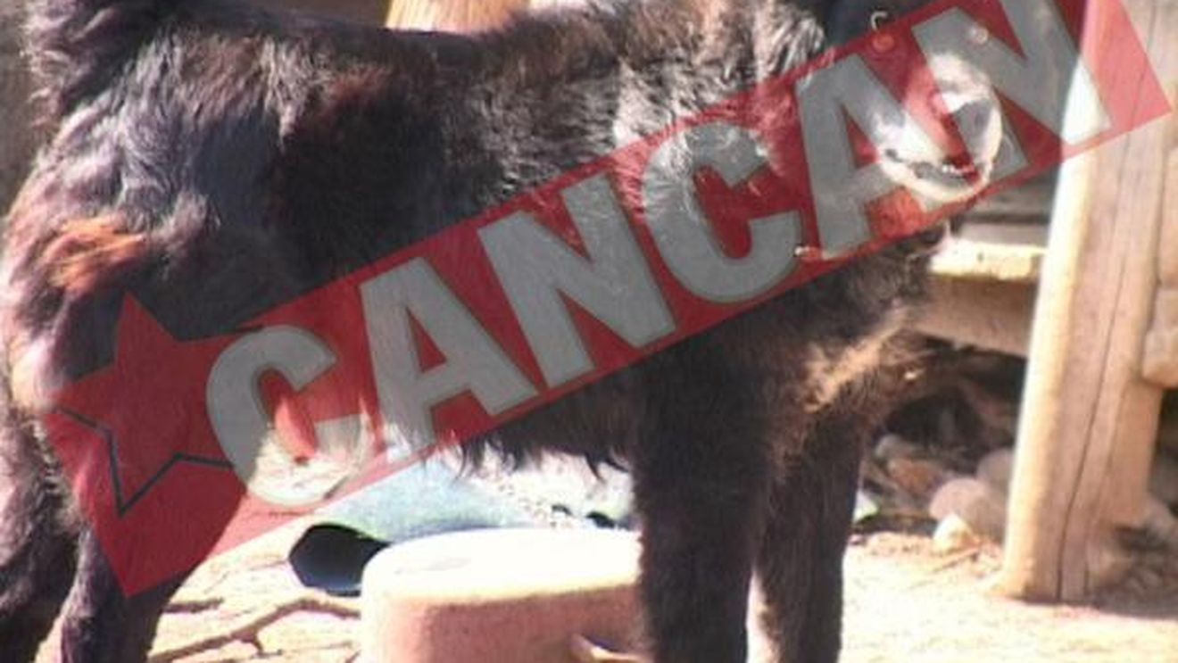 Copil muscat de fata de dulaul strabunicilor