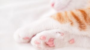 De ce au pisicile pernuțe pe lăbuțe, de fapt. Le-au apărut în urmă cu 50 de milioane de ani