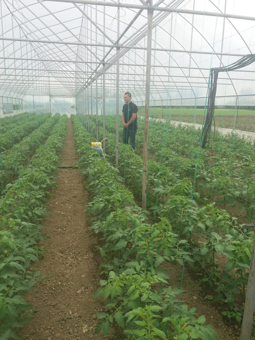 Fermierii din Dolj și-au „angajat” bondari care muncesc 12 ore pe zi în solarii