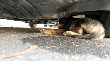 FOTO. Misiune inedită la Râmnicu Vâlcea: câine blocat cu capul în motorul unei maşini, salvat de pompieri
