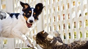 De ce aleargă câinele după pisică? Experții explică ce stă în spatele acestui gest și cum se poate corecta