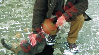 Adrian Nastase si-a facut "comunitate" de pisici