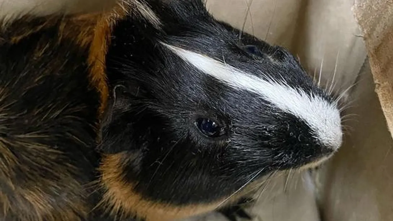 O fetiţă refugiată din Ucraina i-a lăsat un bilet emoţionant unei românce, după ce i-a lăsat animăluţul în grijă: Atâta durere n-am simţit