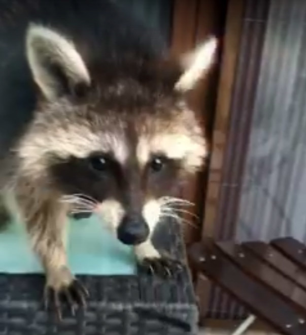 Nuţu demonstrează afecţiune faţă de copii şi animale