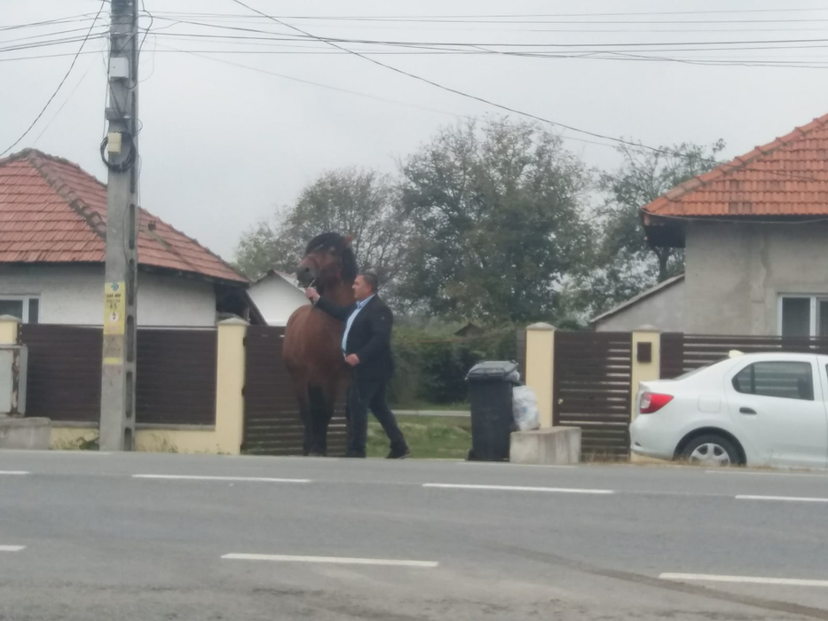 Primarul și calul lui, "Șoimul"