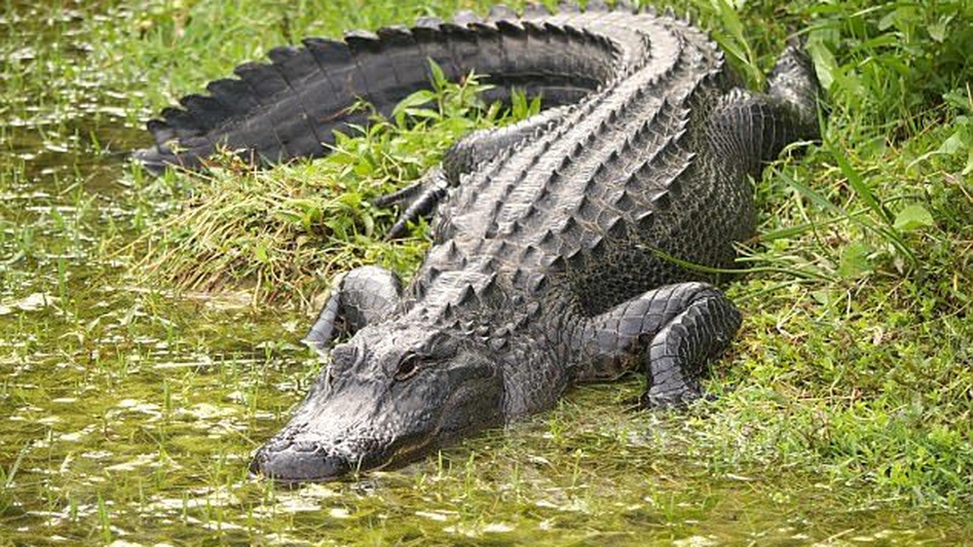 Această fetiţă a scăpat din fălcile unui aligator! S-a salvat cu ajutorul...