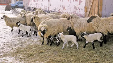 De Paste vom avea miei multi si mari!