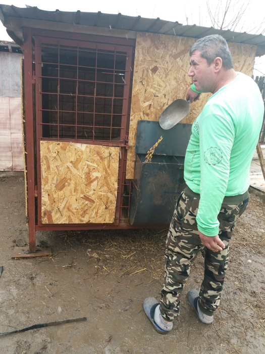 Toți sătenii speră ca porcii-santinelă să treacă cu bine peste perioada de 45 de zile