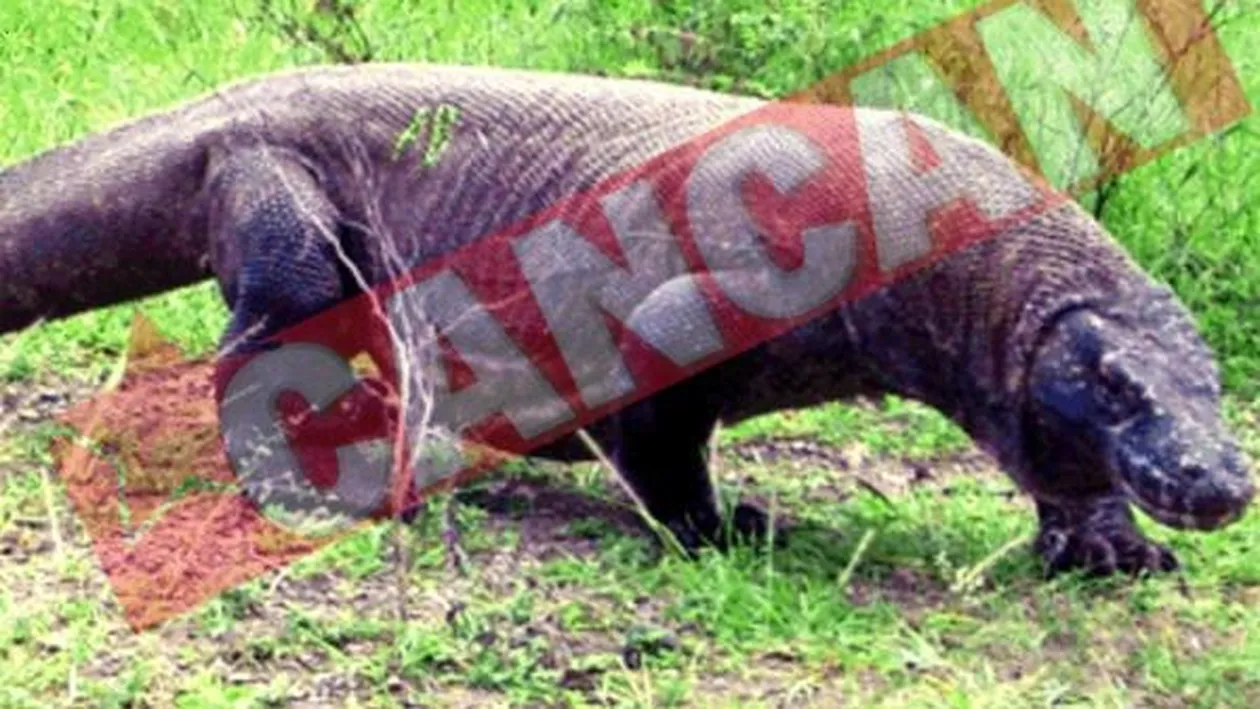 S-au luptat cu dragonul