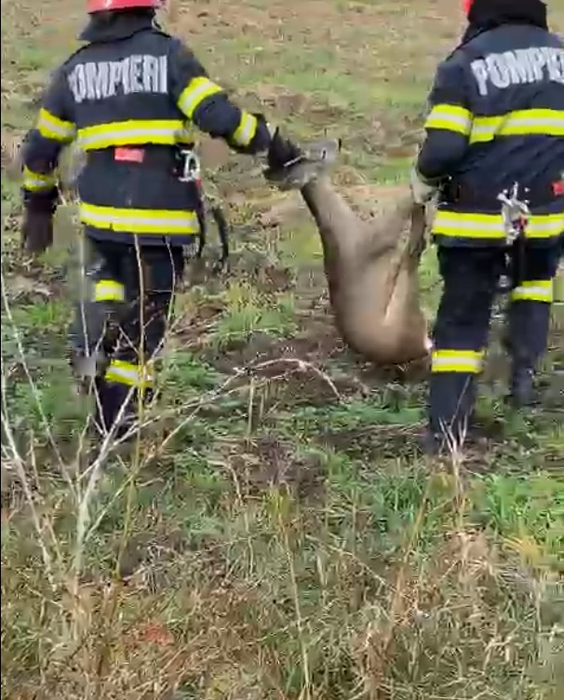 Operațiune de salvare emoționantă! Pompierii din Arad au scos o căprioară care era captivă într-un canal