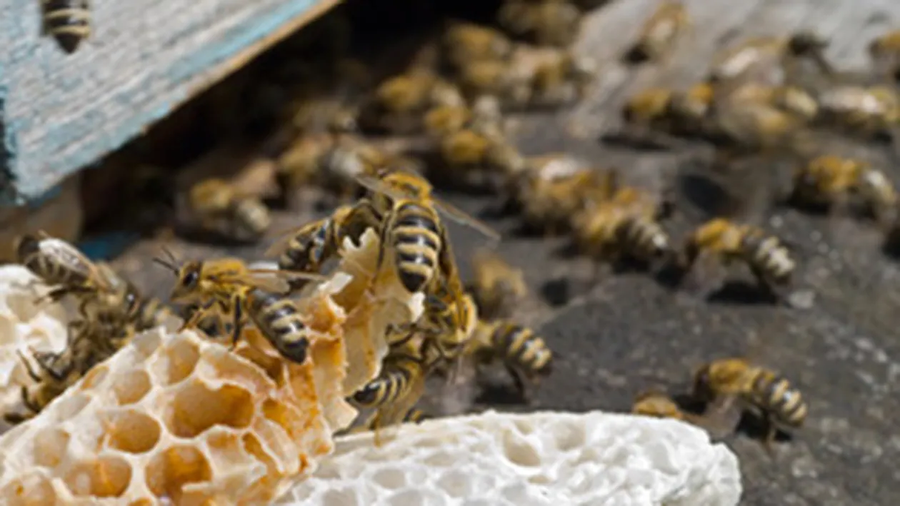 Sase persoane, de urgenta la spital, dupa ce au fost atacate de albine!